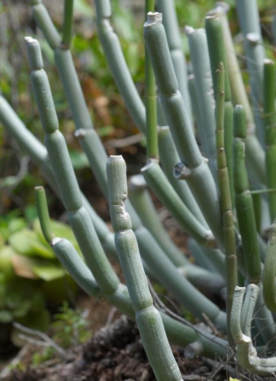 Ceropegia dichotoma bark