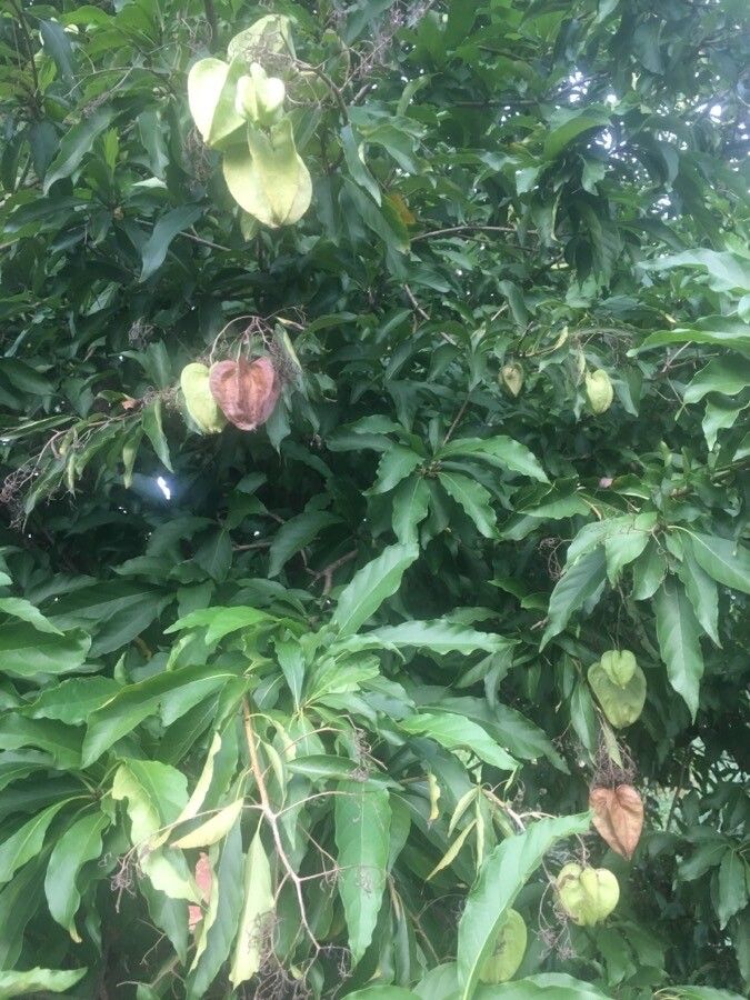 Cordia oncocalyx fruit
