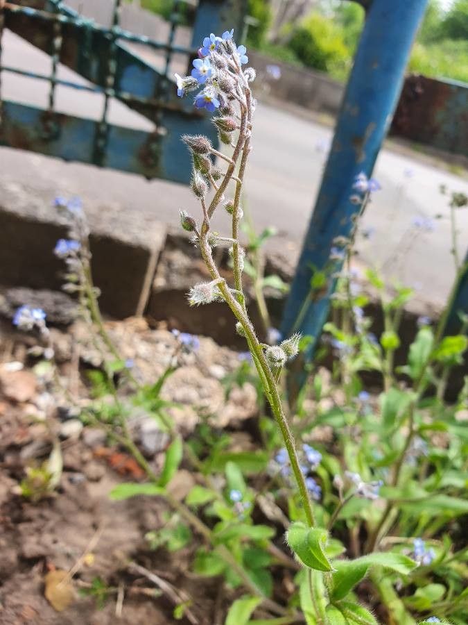 Myosotis stricta fruit
