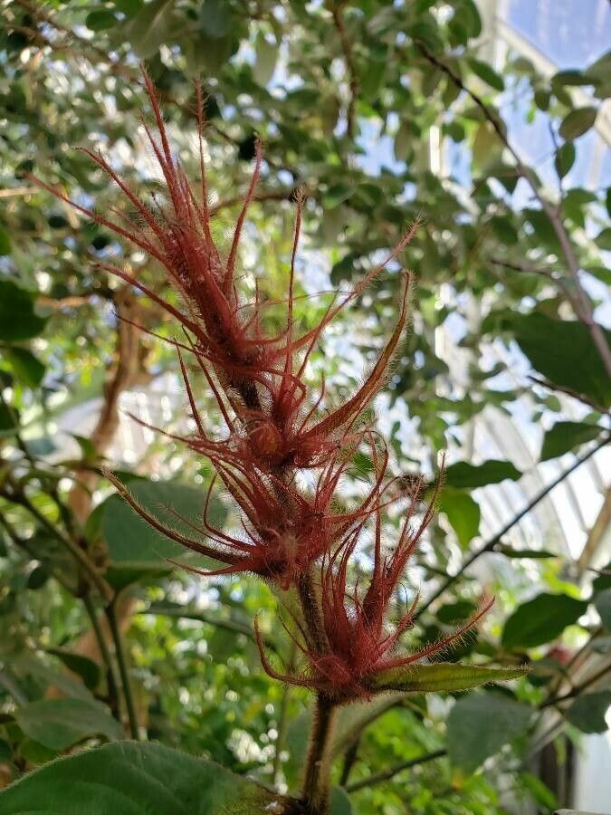 Sanchezia sanmartinensis flower