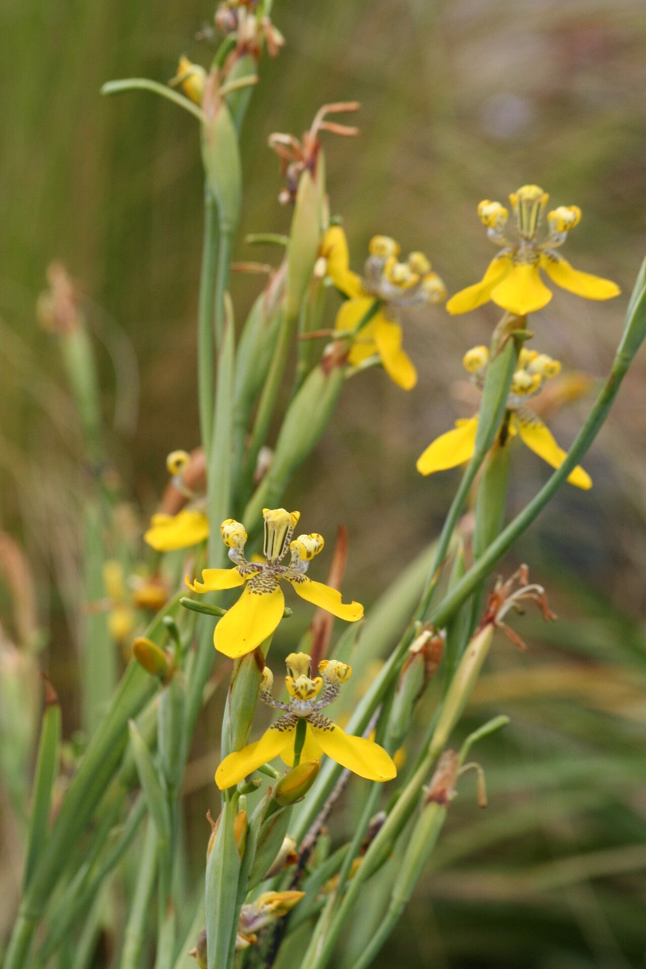 Trimezia spathata — houseplant care guide