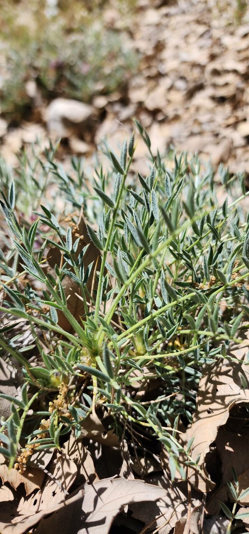 Astragalus tricholobus — houseplant care guide