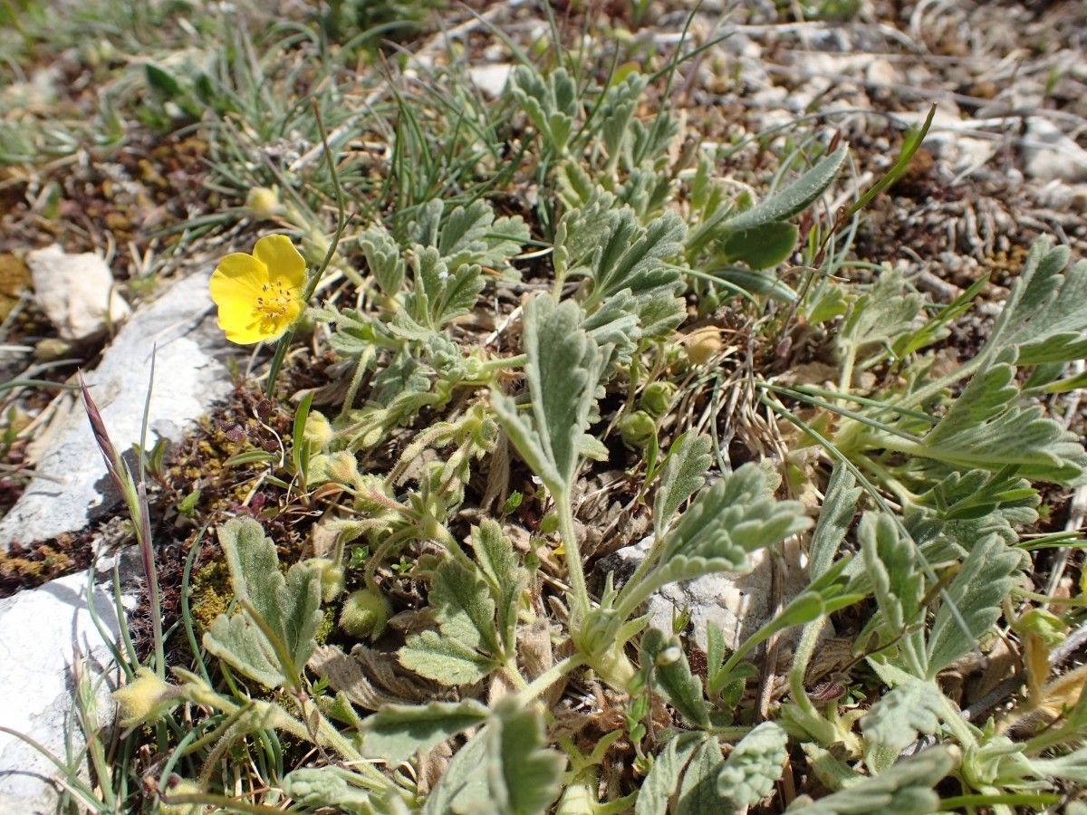 Potentilla velutina habit