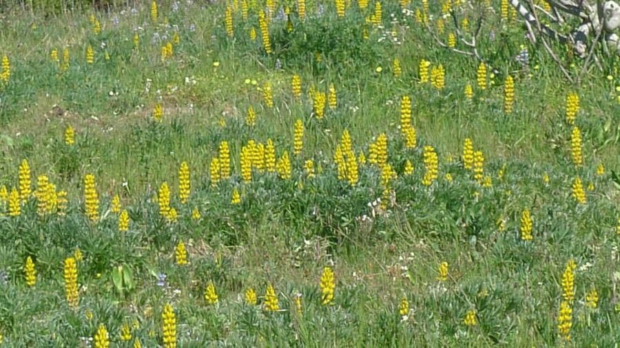 Lupinus luteus flower