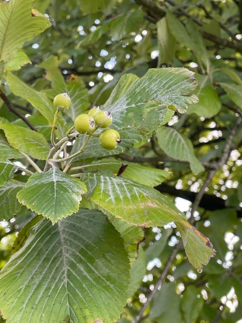 Sorbus aria fruit