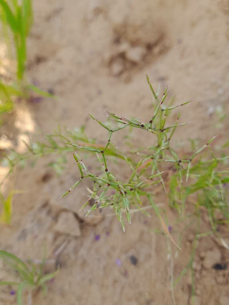 Cutandia dichotoma flower
