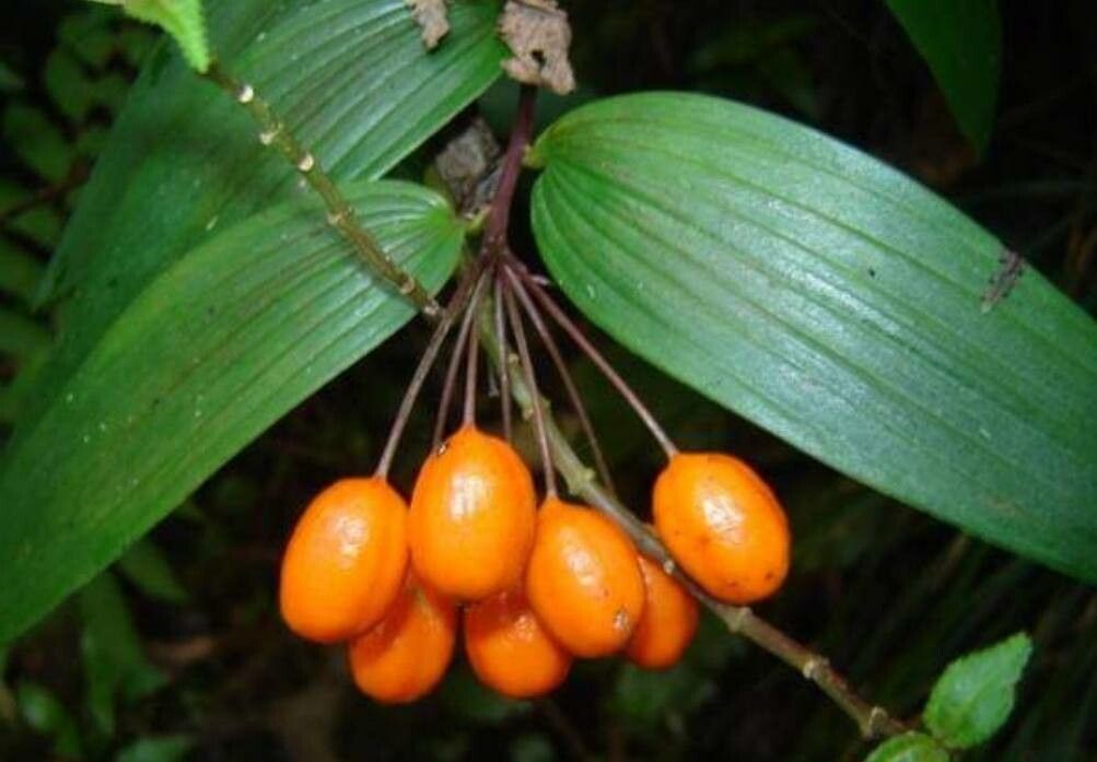 Luzuriaga radicans fruit