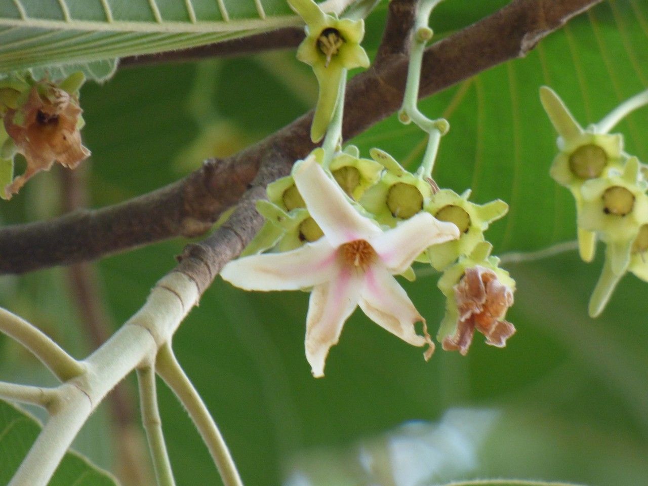 Dipterocarpus alatus flower