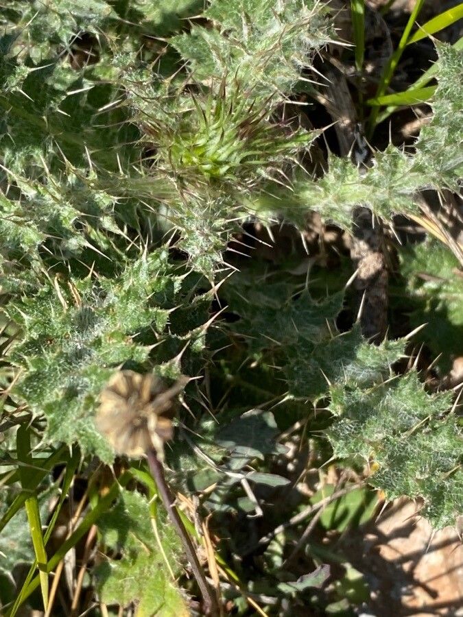 Carduus litigiosus leaf