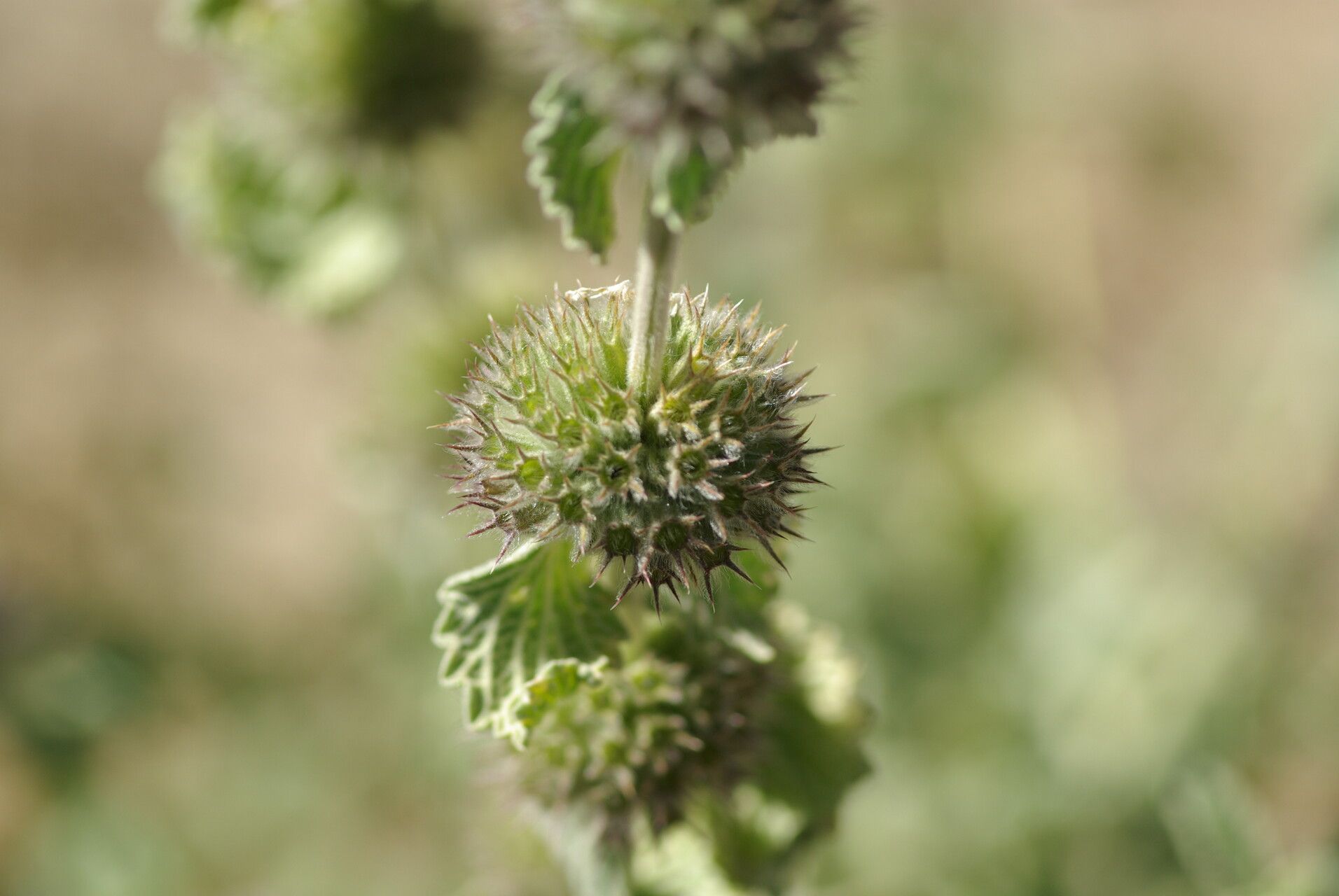 Marrubium supinum fruit