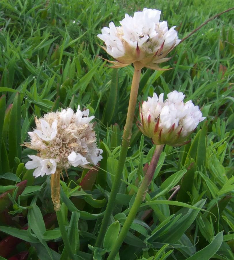 Armeria alliacea flower