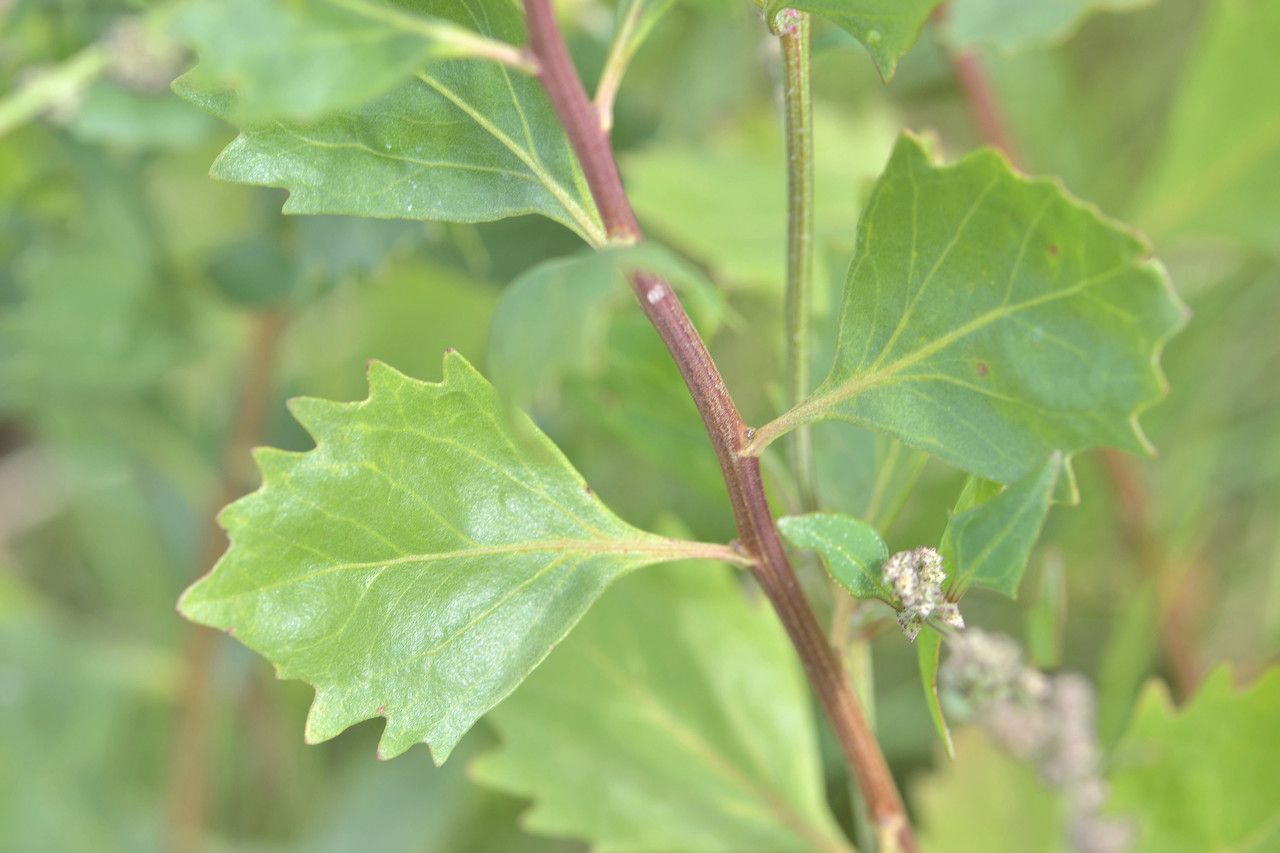 Salicornia obscura leaf