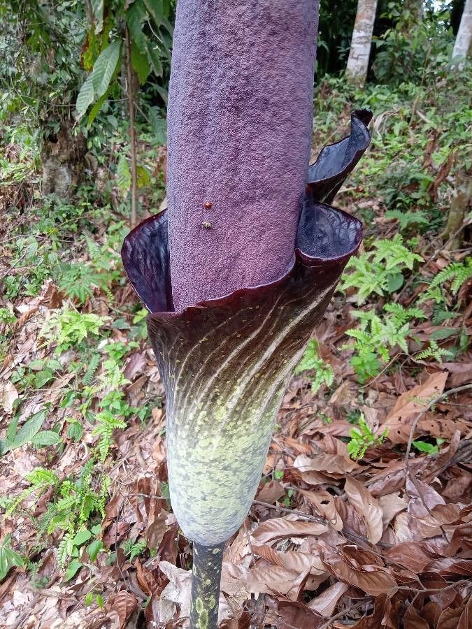 Amorphophallus konjac flower