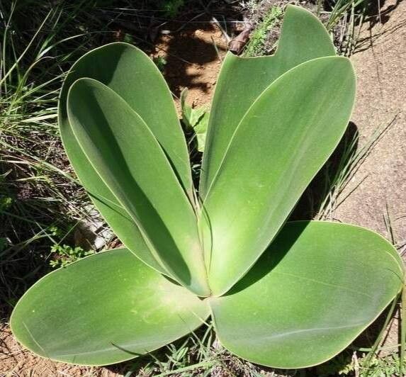 Brunsvigia herrei — related species from the same genus