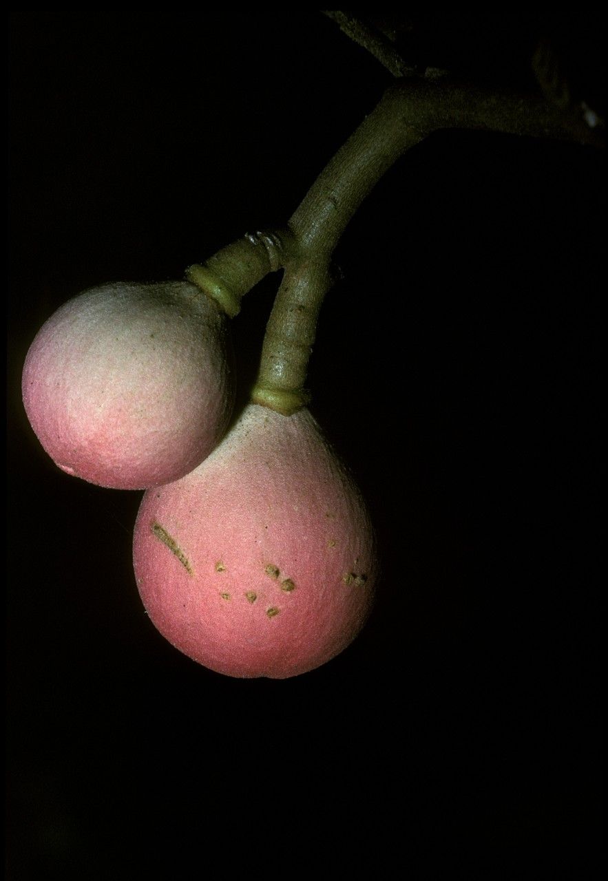 Aglaia lawii fruit
