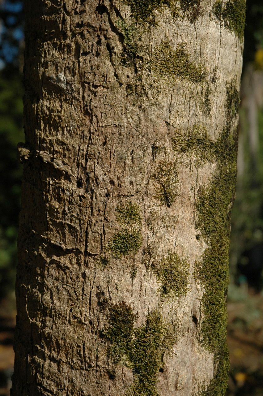 Pritchardia hillebrandii bark