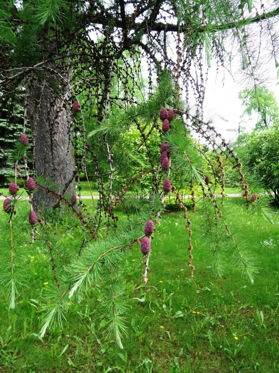 Larix sibirica flower