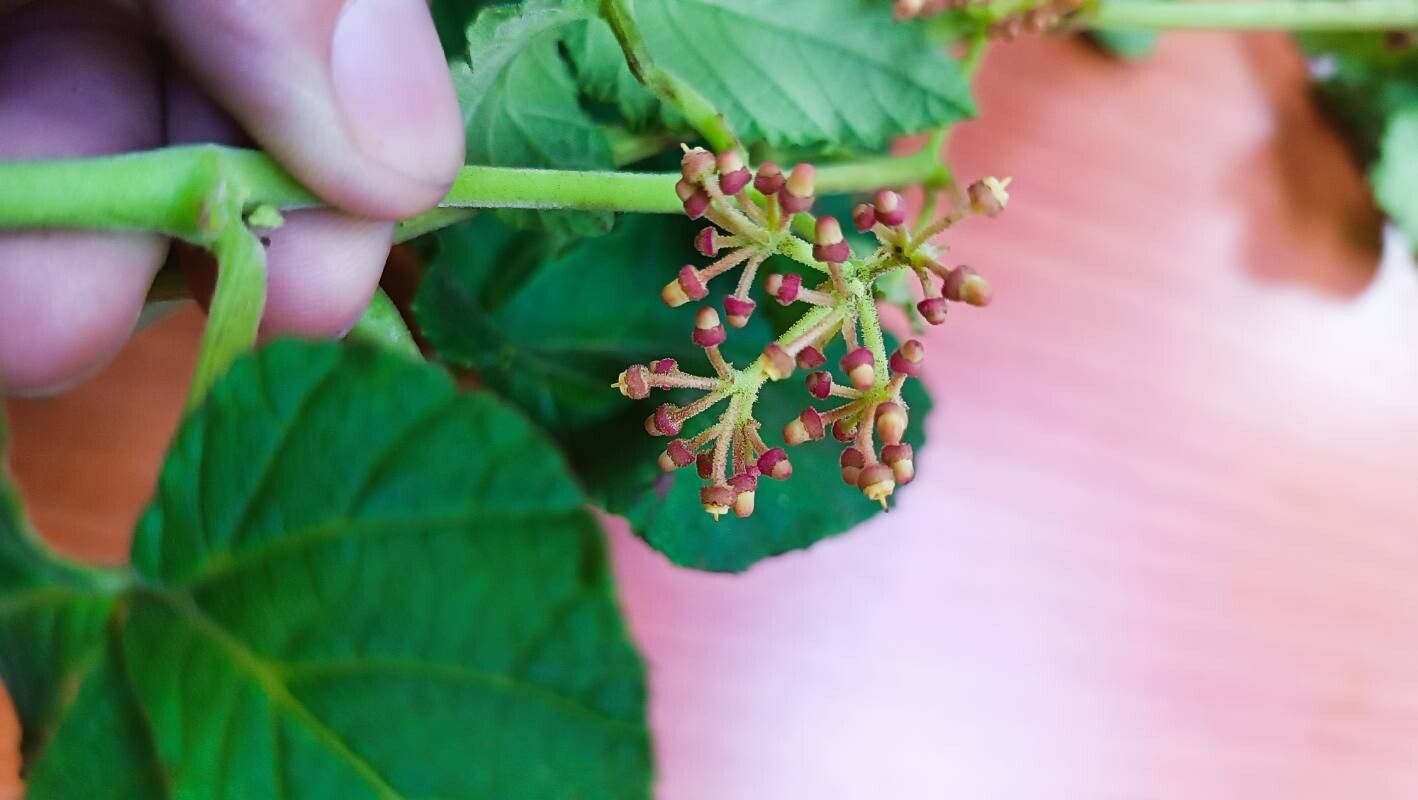 Cissus microcarpa flower
