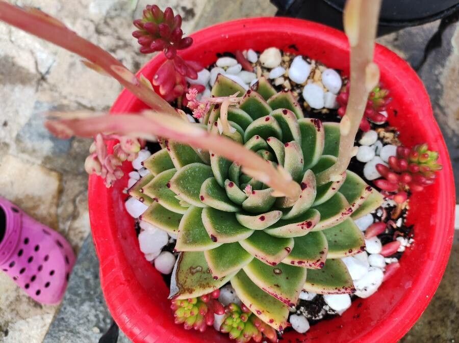 Echeveria colorata flower