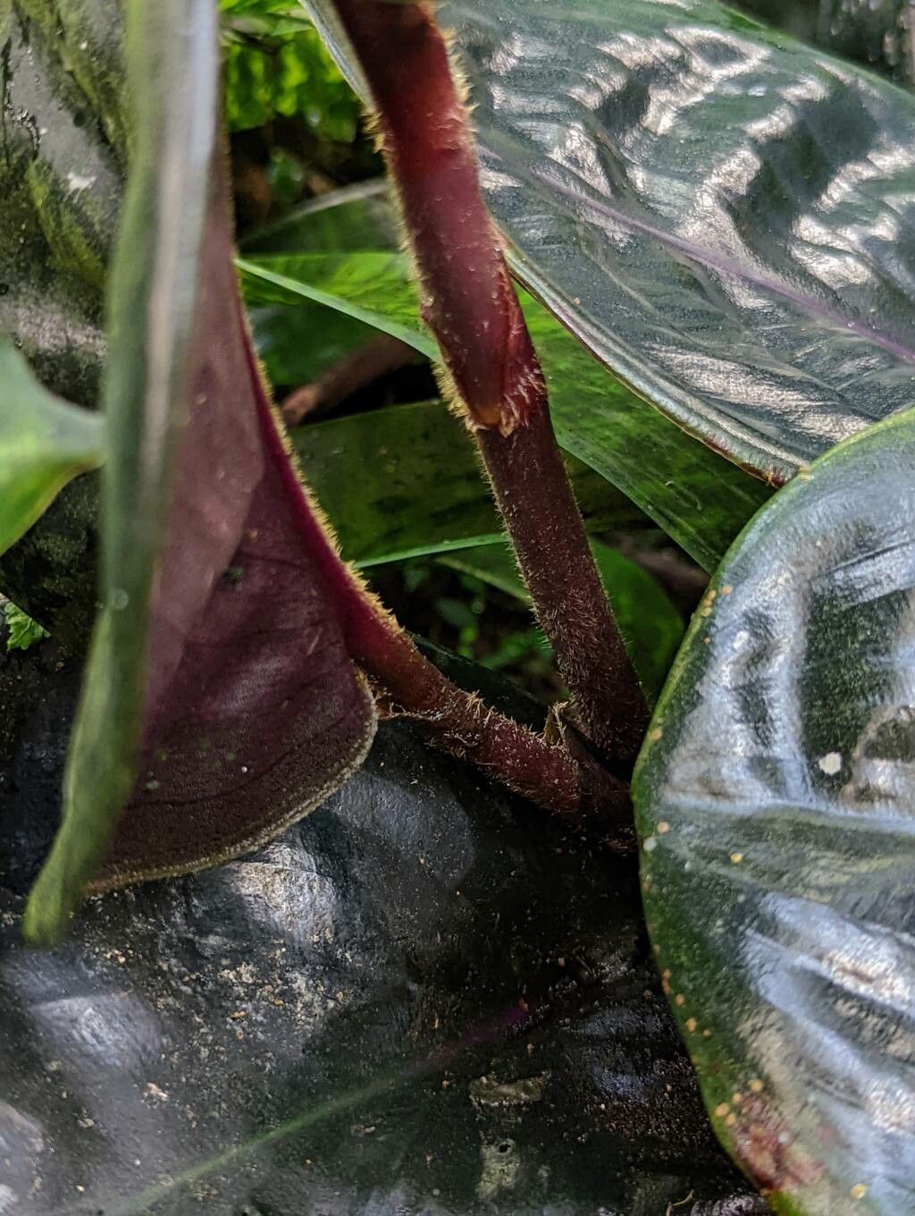 Geogenanthus ciliatus bark