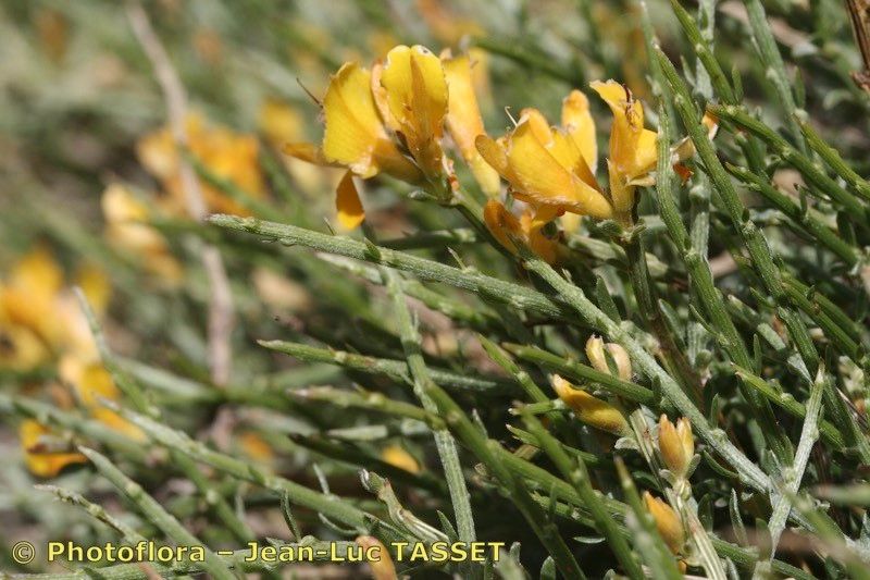 Genista versicolor other