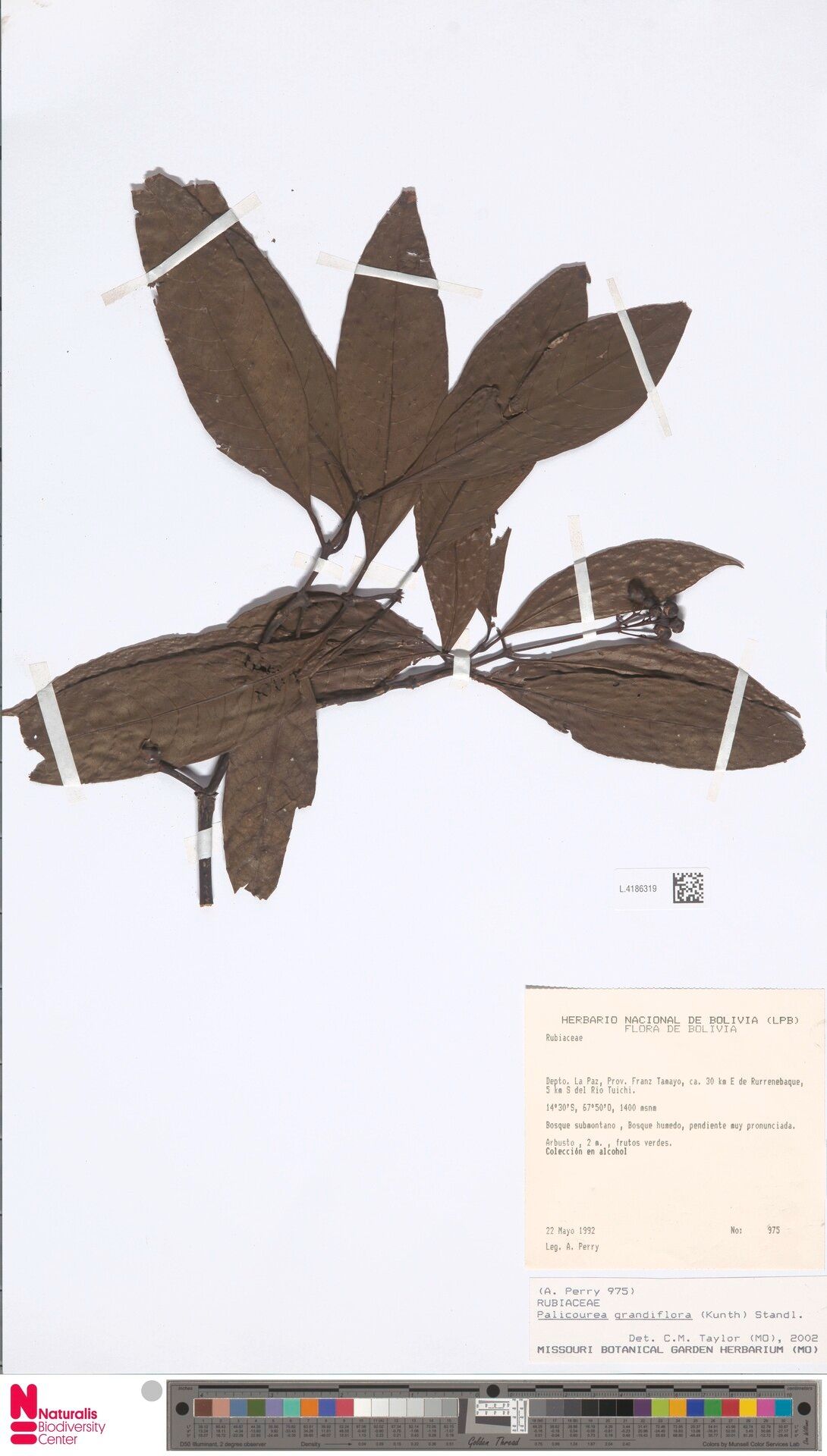 Palicourea grandiflora — houseplant care guide