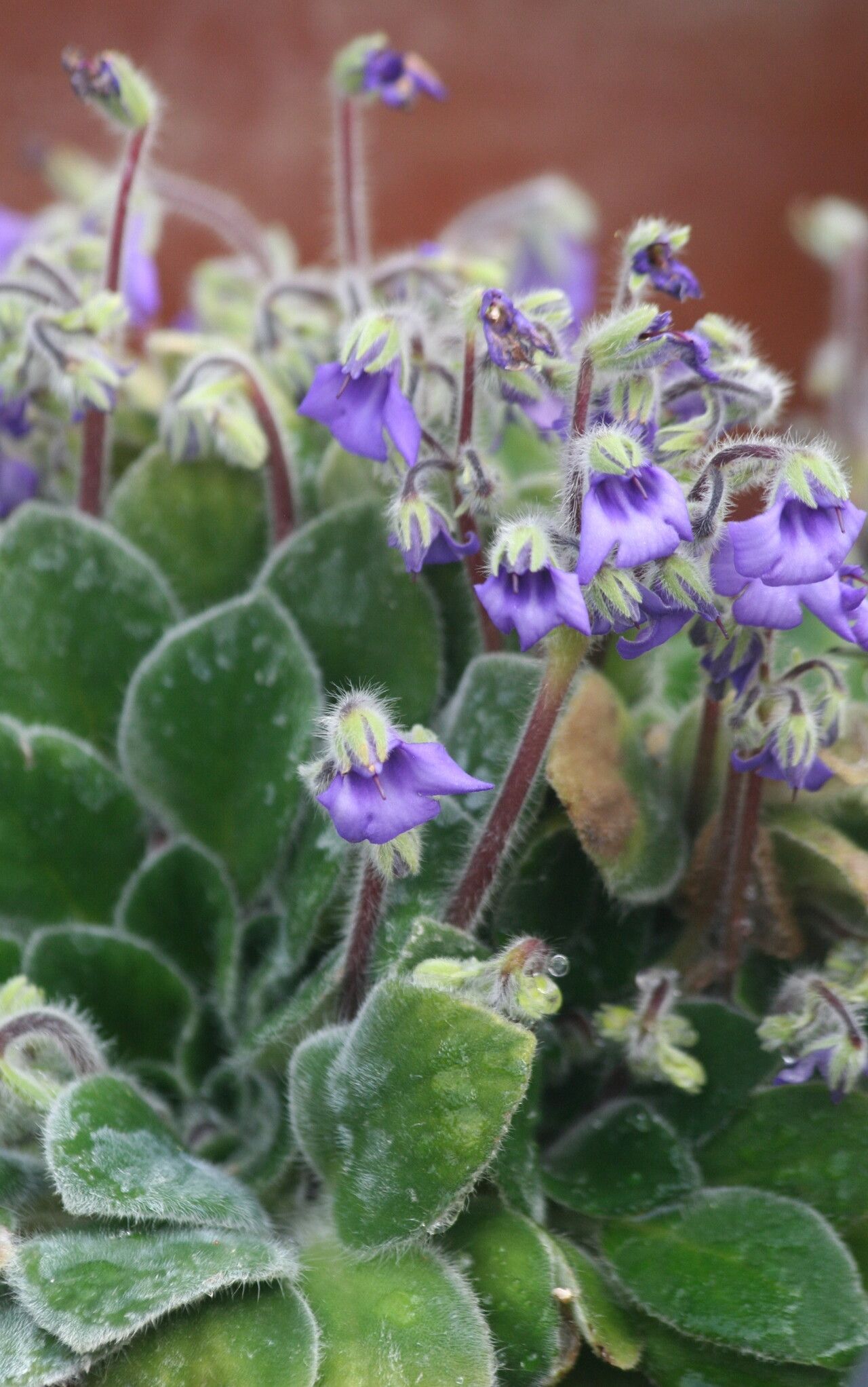 Petrocosmea cavaleriei flower