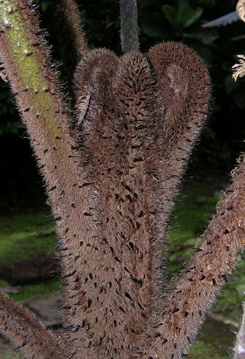 Alsophila cuspidata bark