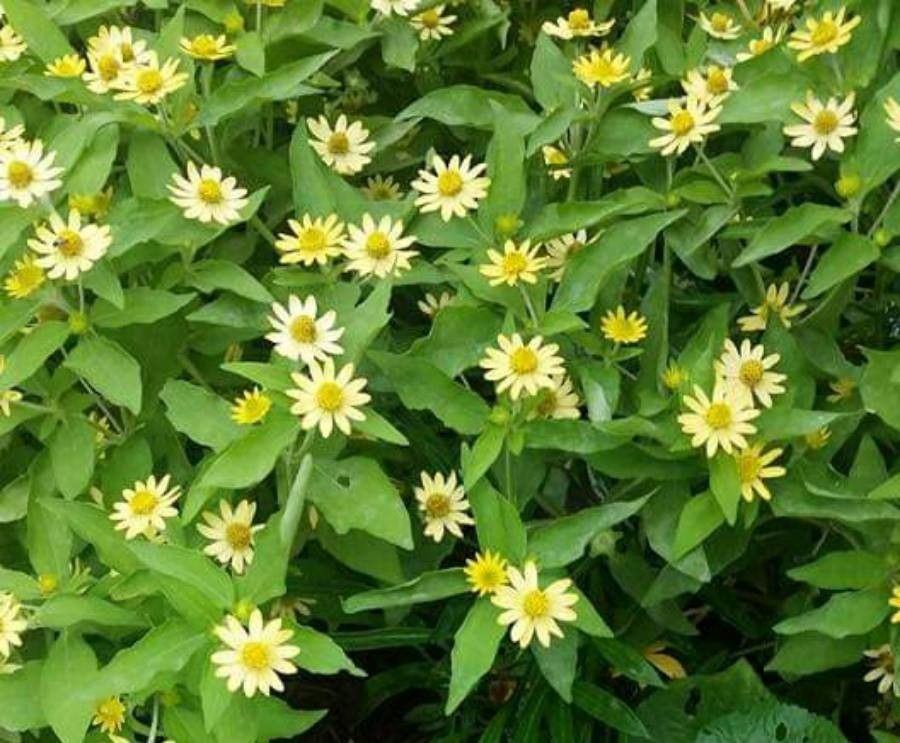Melampodium divaricatum flower