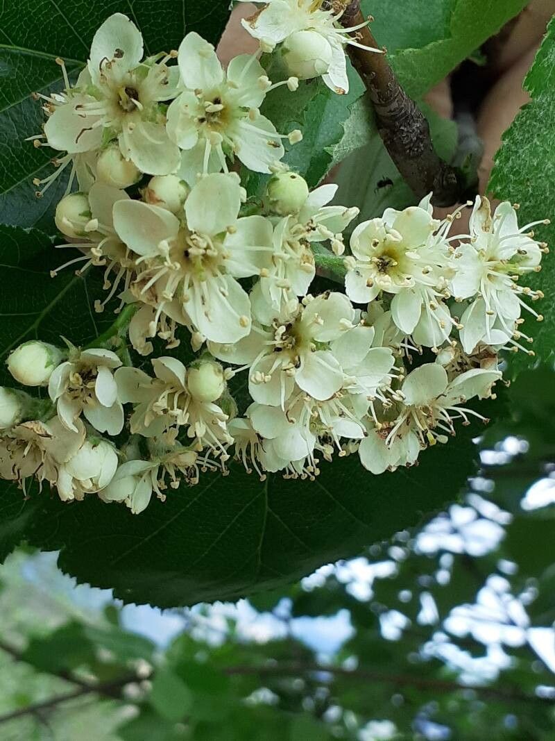Sorbus latifolia flower