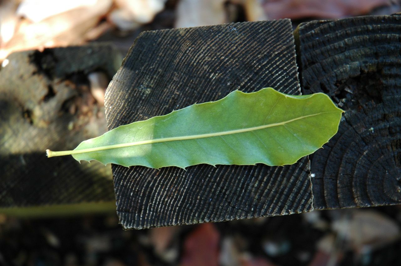 Macadamia integrifolia — search result for 'Proteaceae'
