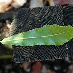 Macadamia integrifolia