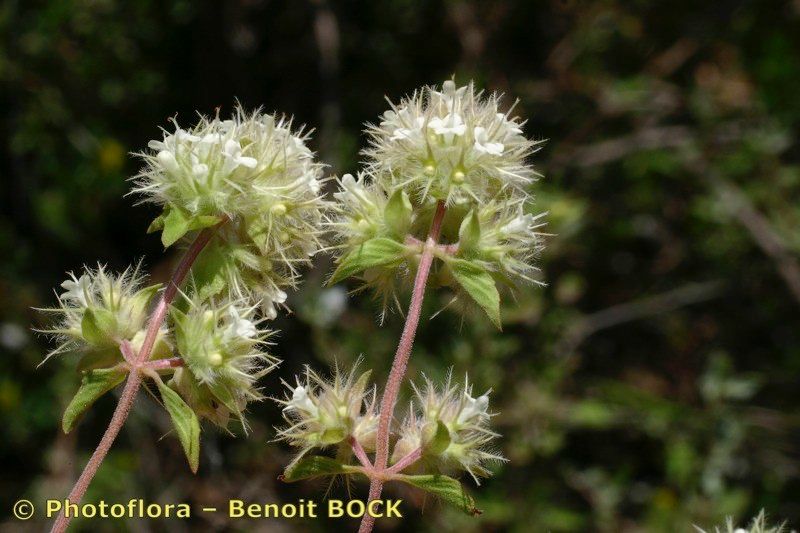 Thymus marschallianus fruit