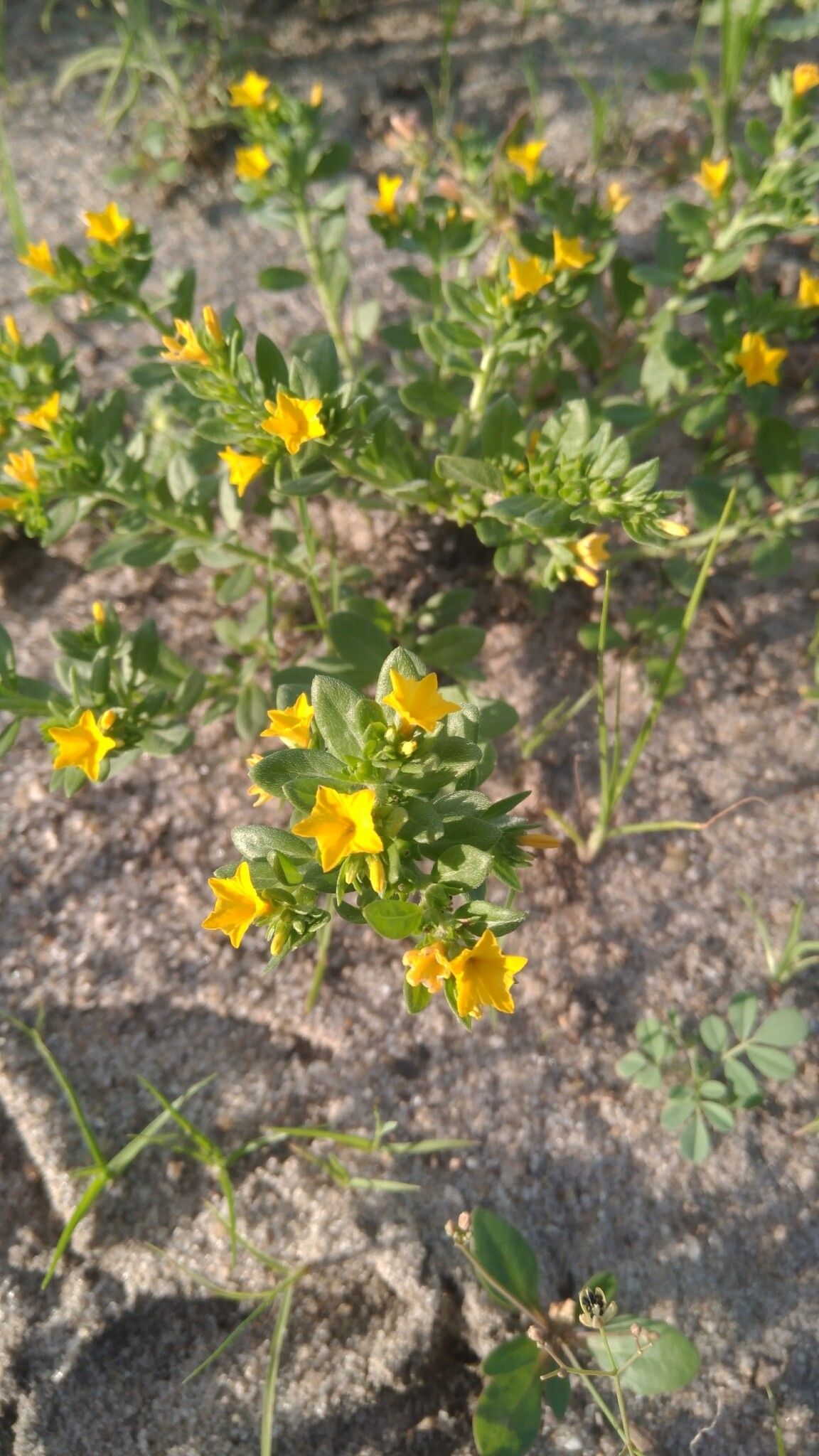 Euploca baclei — related species from the same genus