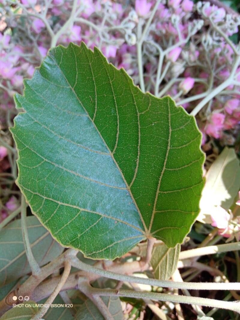 Dombeya pubescens — houseplant care guide