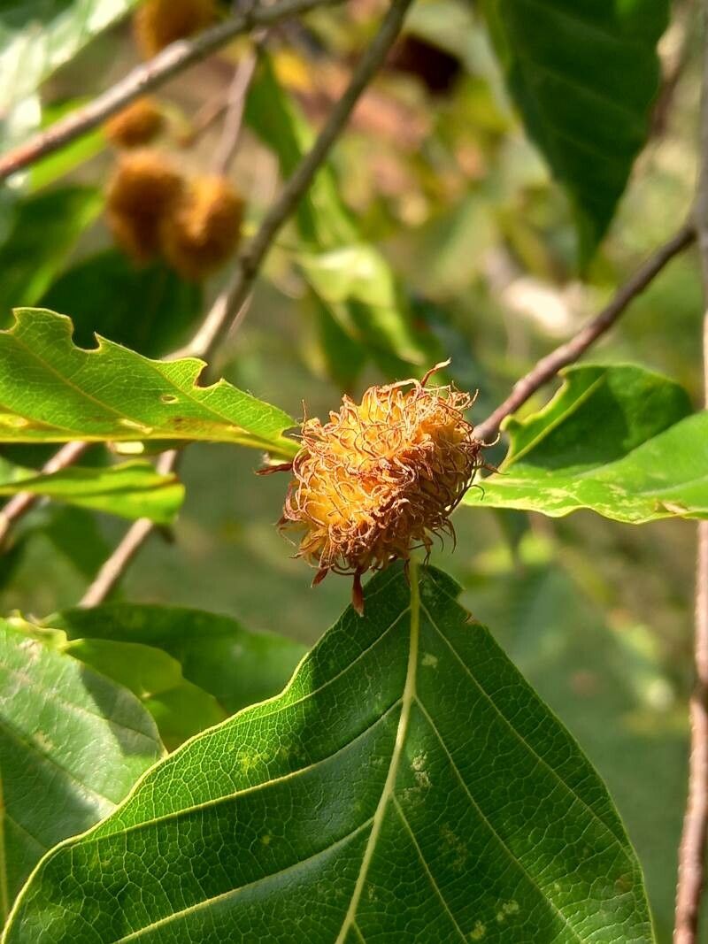 Fagus crenata fruit