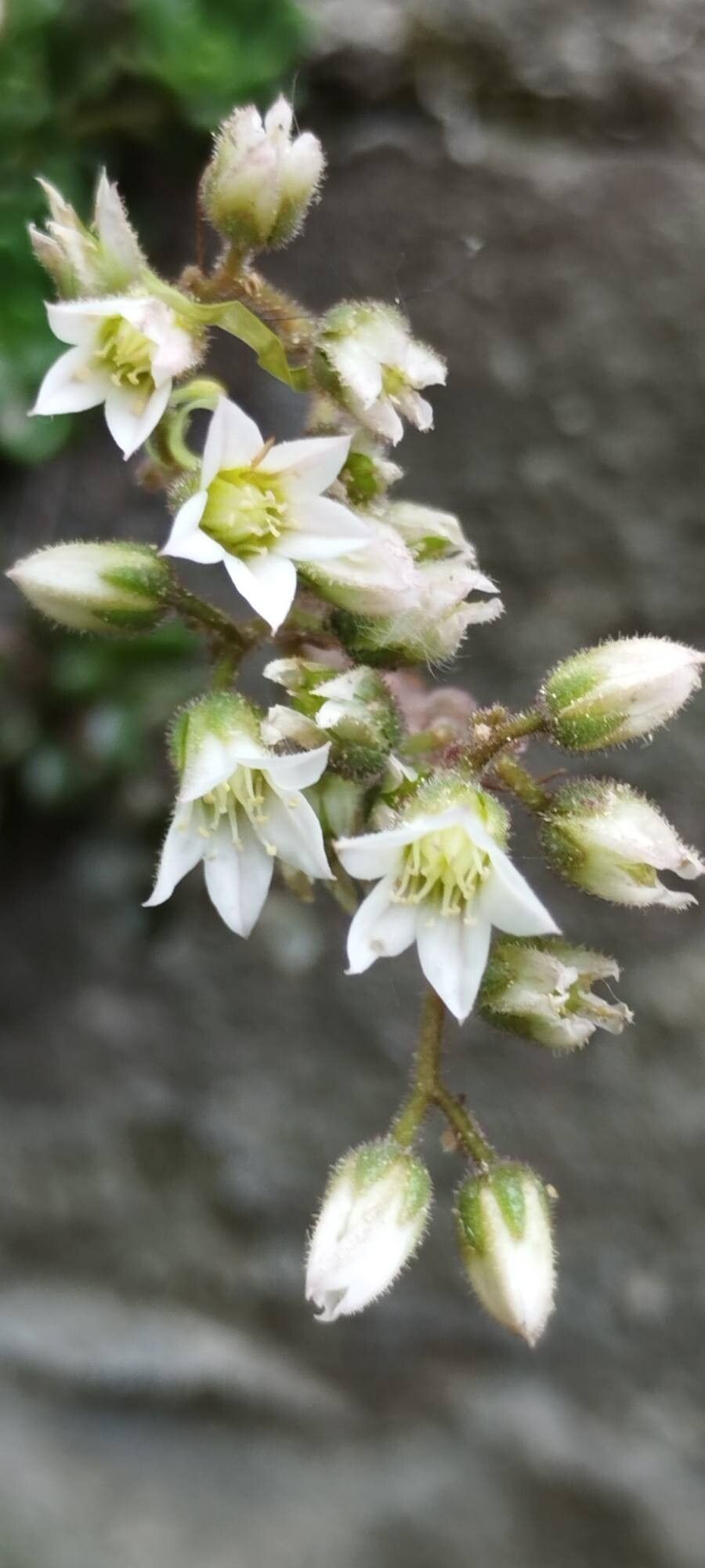 Rosularia rosulata flower