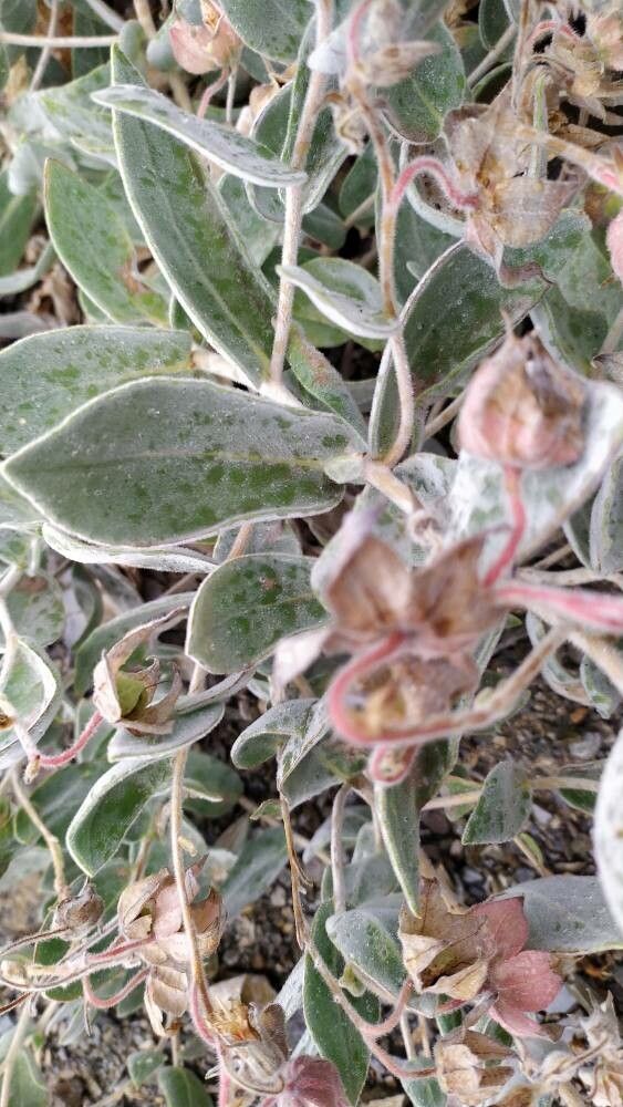 Trichodesma afghanicum leaf