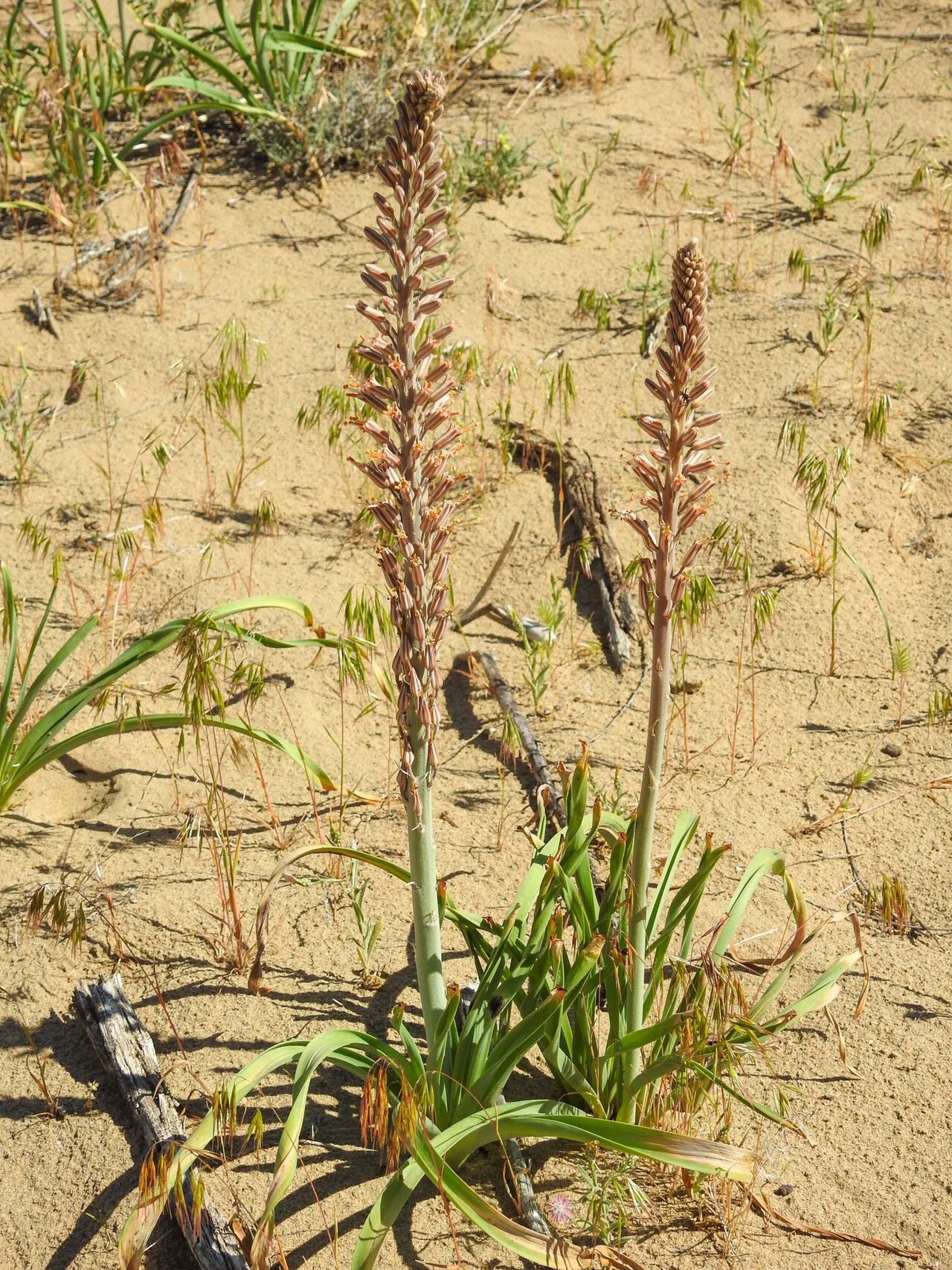 Eremurus inderiensis — related species from the same genus