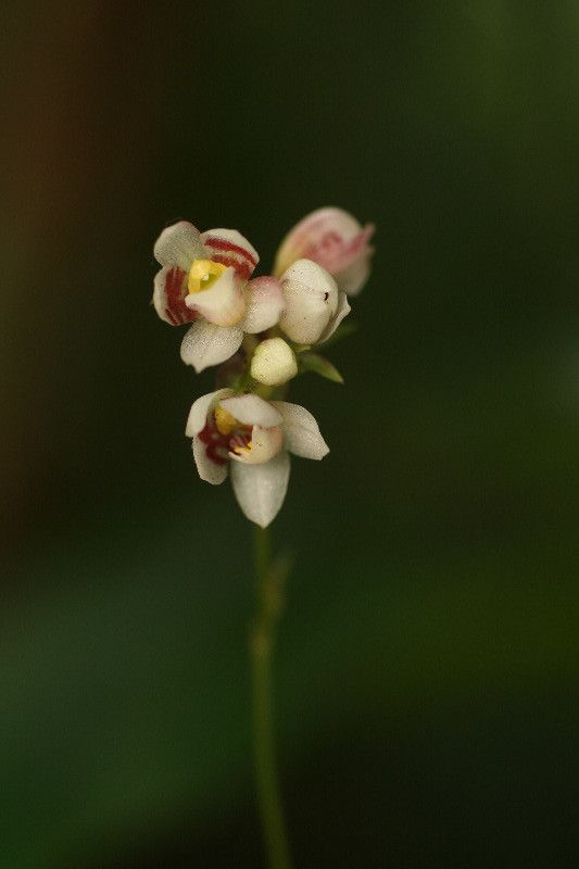 Cheiradenia cuspidata flower