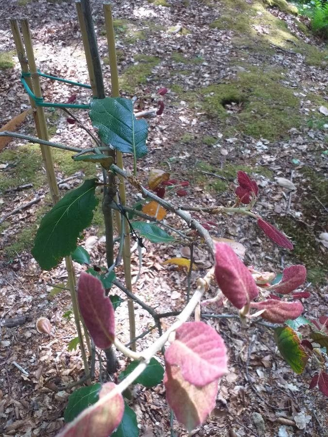Quercus crassifolia bark
