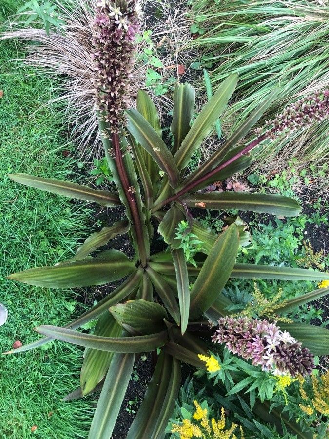 Eucomis comosa — large blooms houseplant