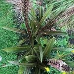 Eucomis comosa