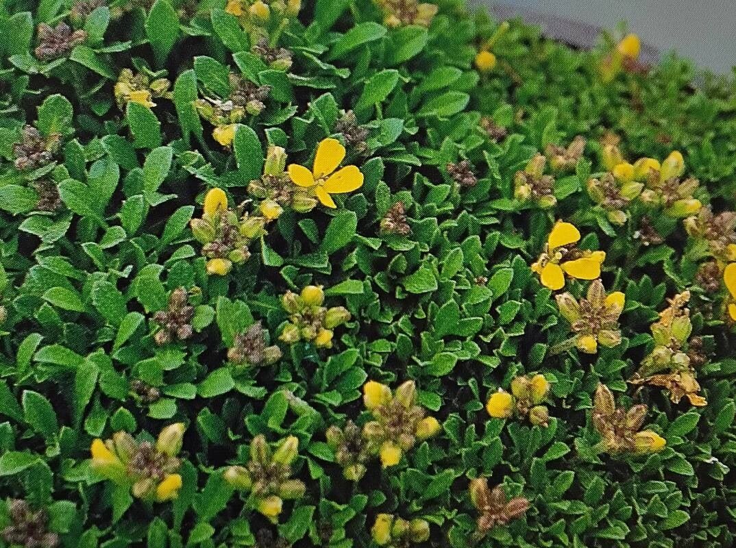 Erysimum kotschyanum — search result for 'Erysimum'