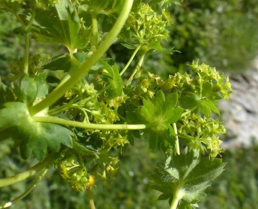 Alchemilla strigosula flower