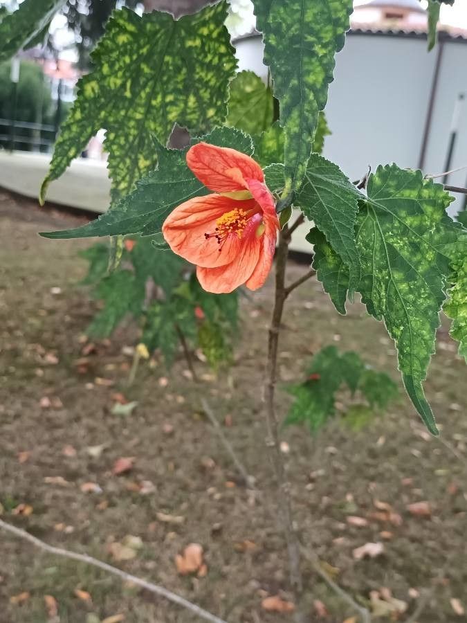 Abutilon darwinii flower