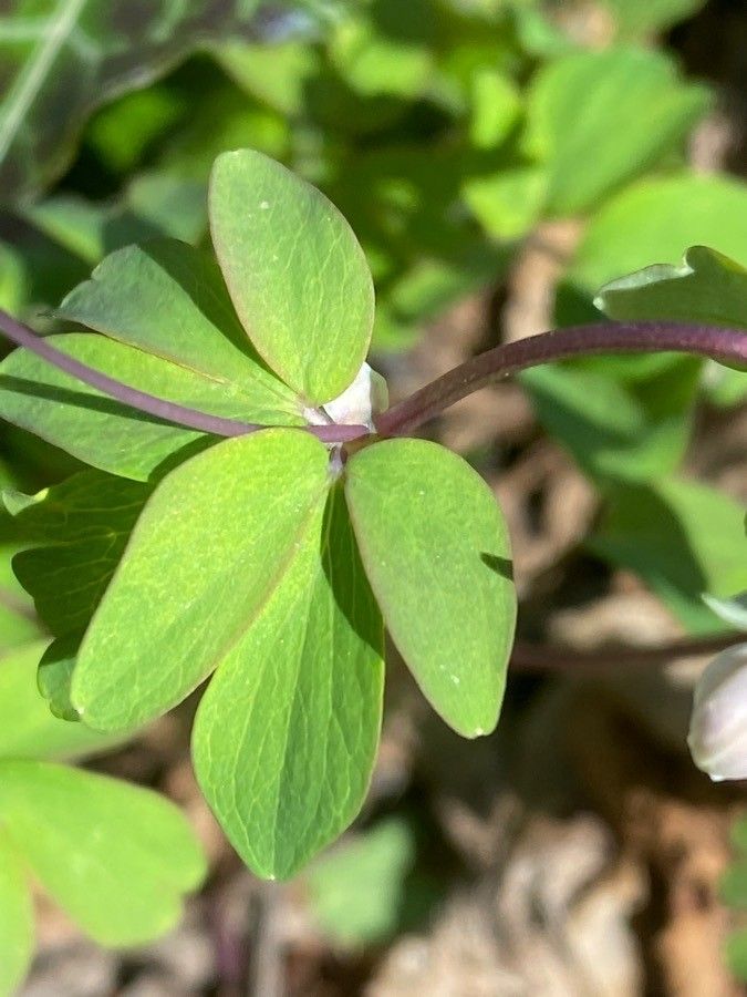 Isopyrum thalictroides leaf