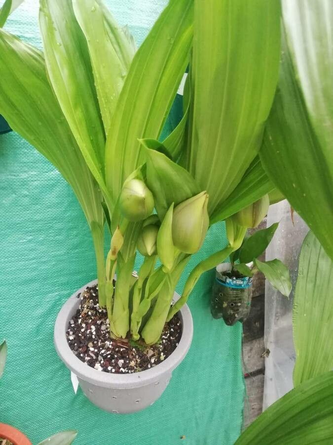 Anguloa clowesii — related species from the same genus