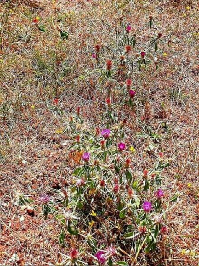 Centaurea iberica flower