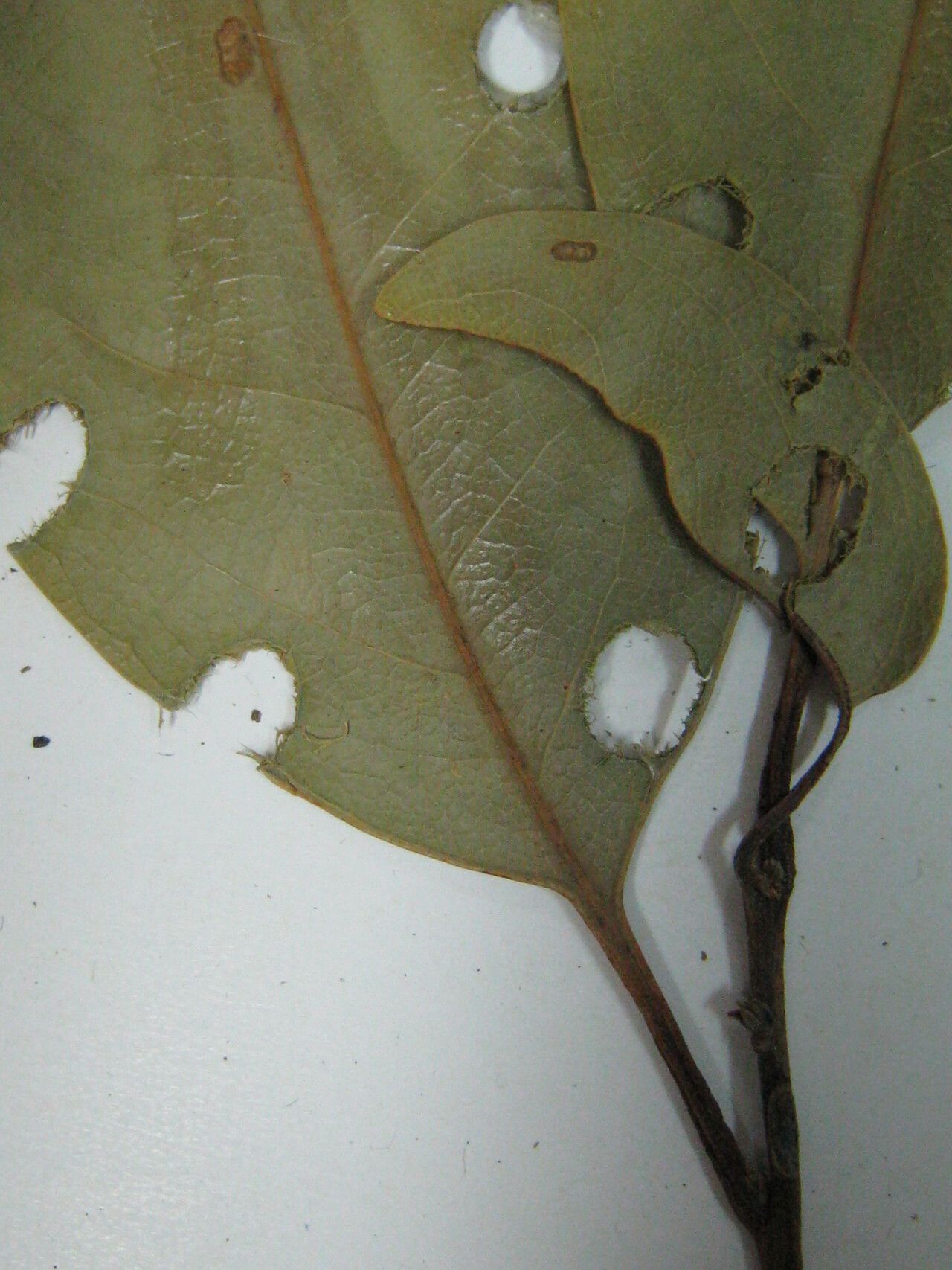 Cryptocarya guianensis other